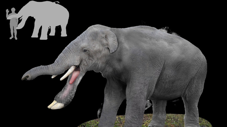 Platybelodon mouth open