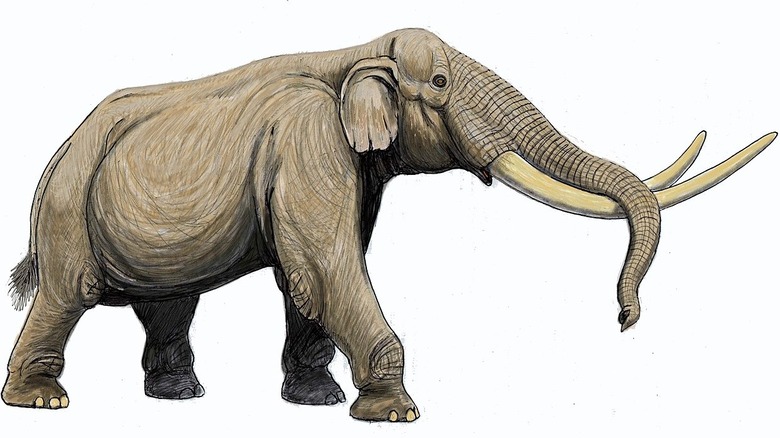 Stegodon illustration