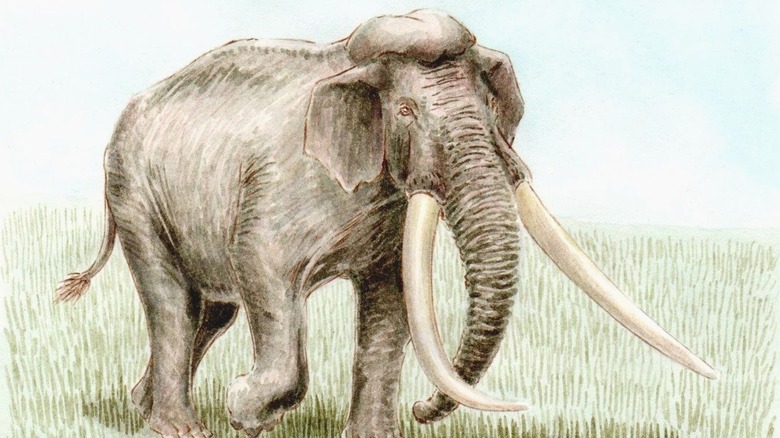 Palaeoloxodon namadicus illustration
