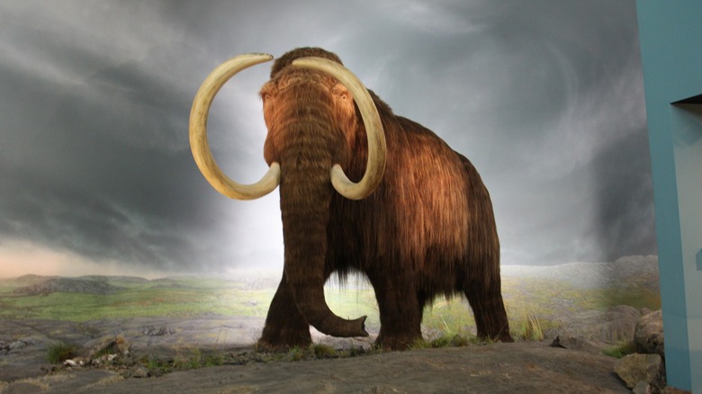 wooly mammoth model