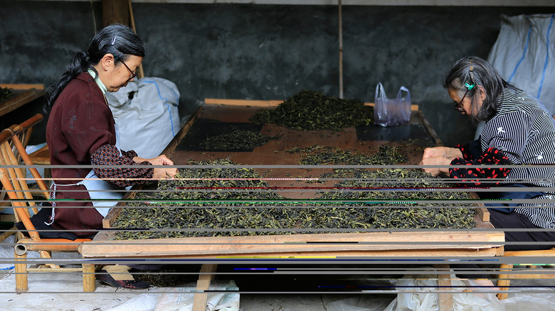 Women making tea in Wuyishan