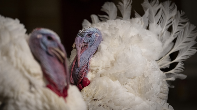 Two fluffy turkeys white feathers