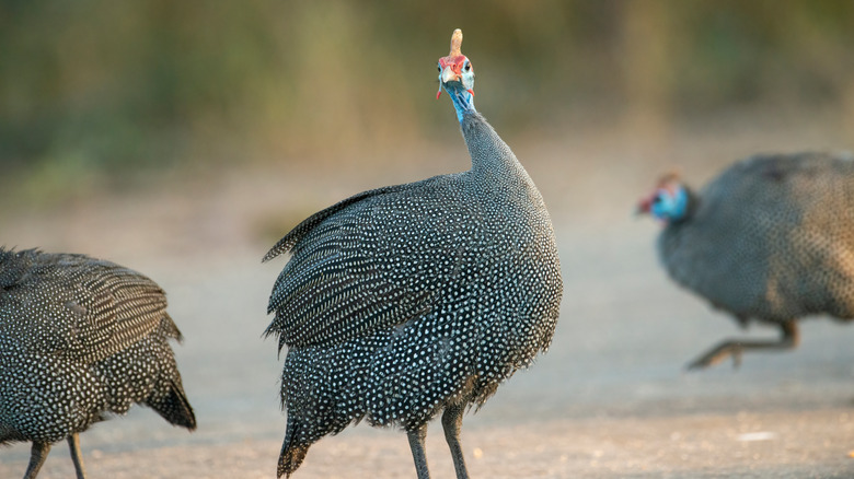 Guinea fowl 