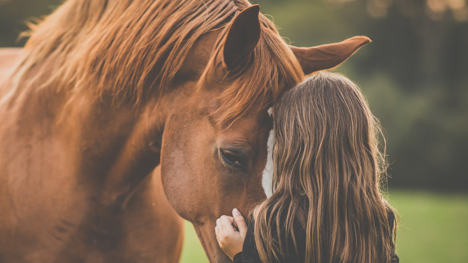 The Real Reason We Don't Eat Horse Meat