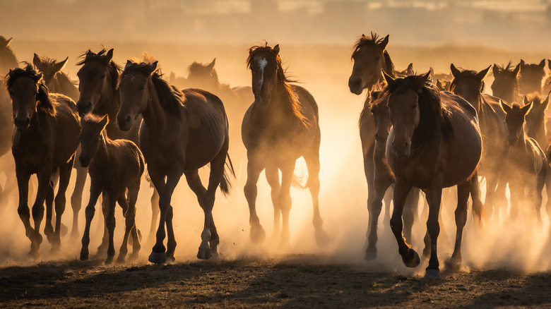 Herd of mustangs