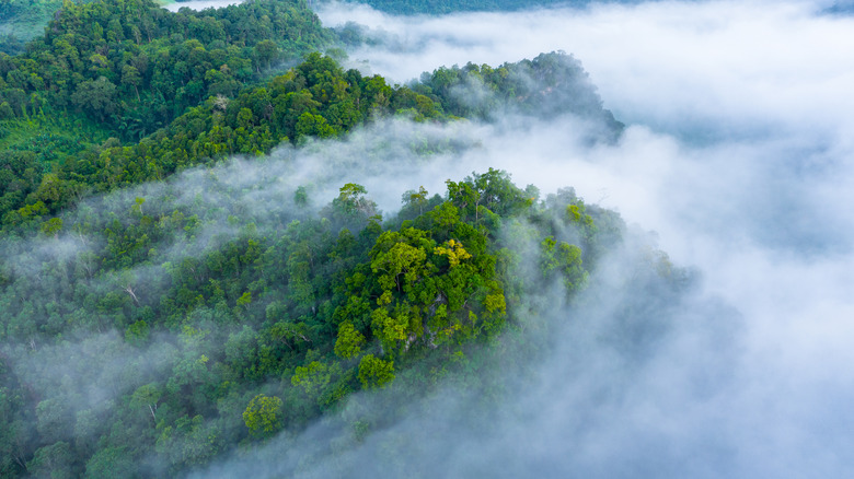 Foggy Rainforest 