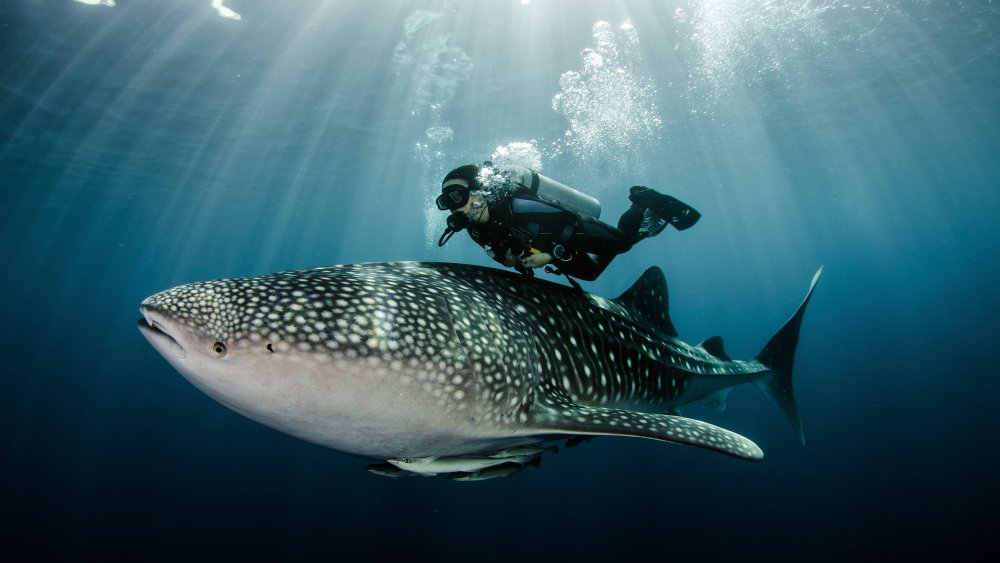 The Real Reason Whale Sharks Are Endangered