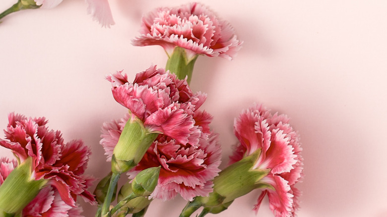 Multicolored carnations