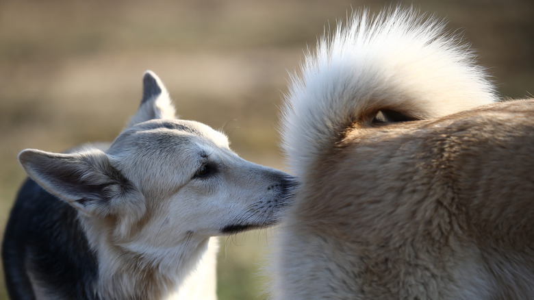 Dog sniffing another dog