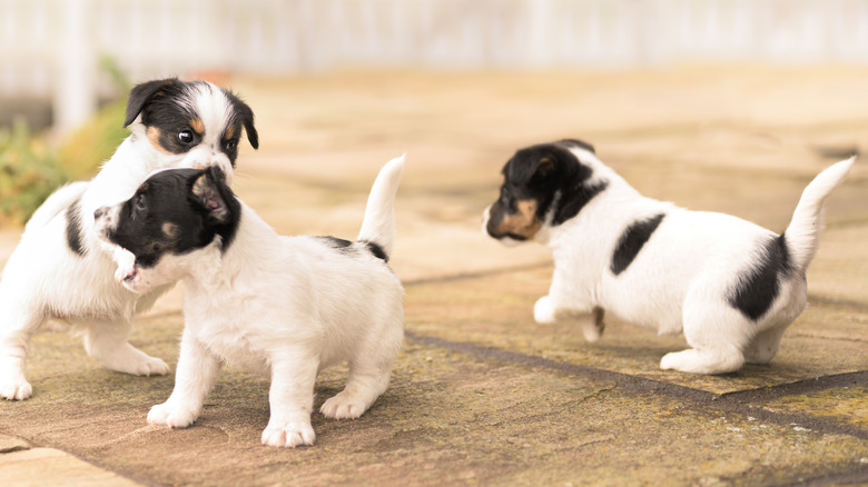 Three puppies playing