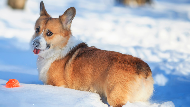 Pembroke Welsh Corgi with bobbed tail