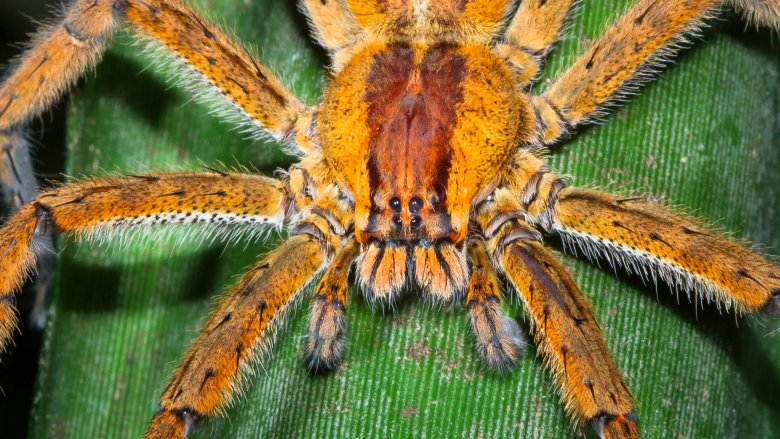 brazilian wandering spider