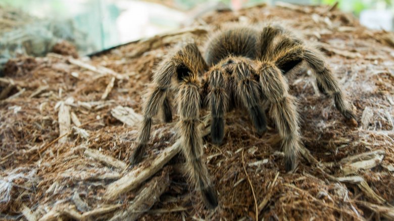 colombian giant redleg spider