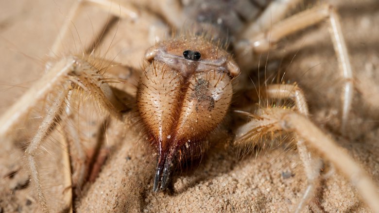 giant camel spider