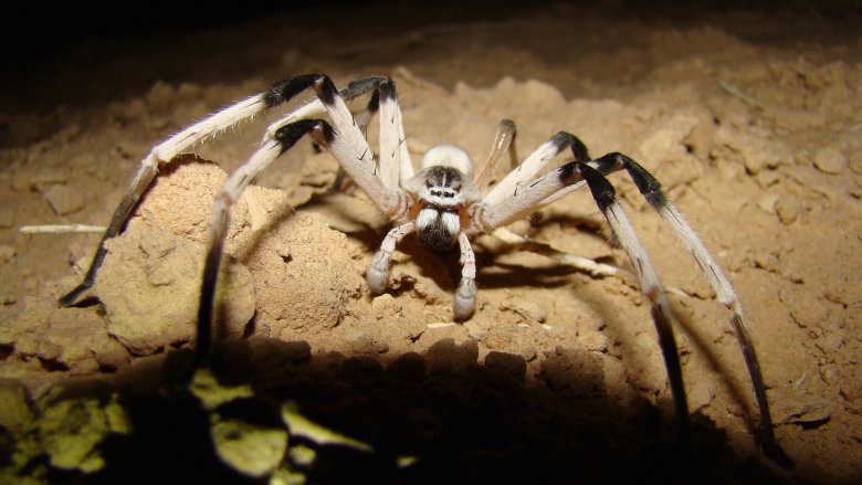 cerbalus aravensis spider