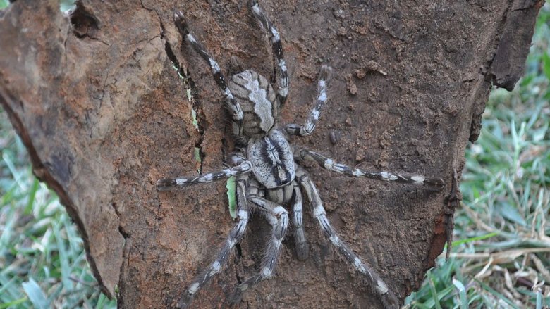 poecilotheria rajaei spider