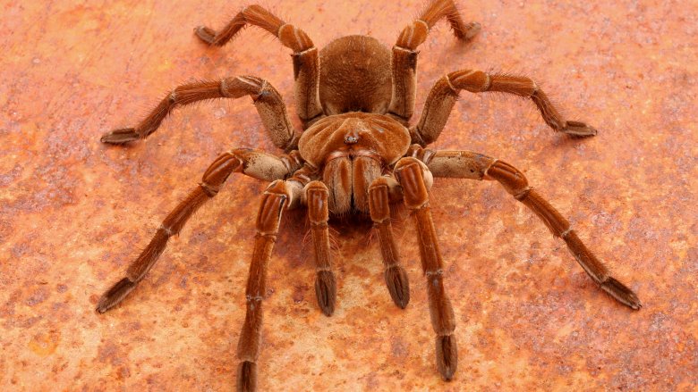 goliath birdeater spider