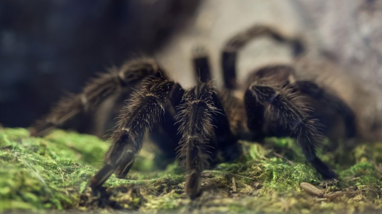 brazilian salmon pink birdeater spider