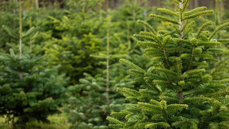 Christmas trees undecorated