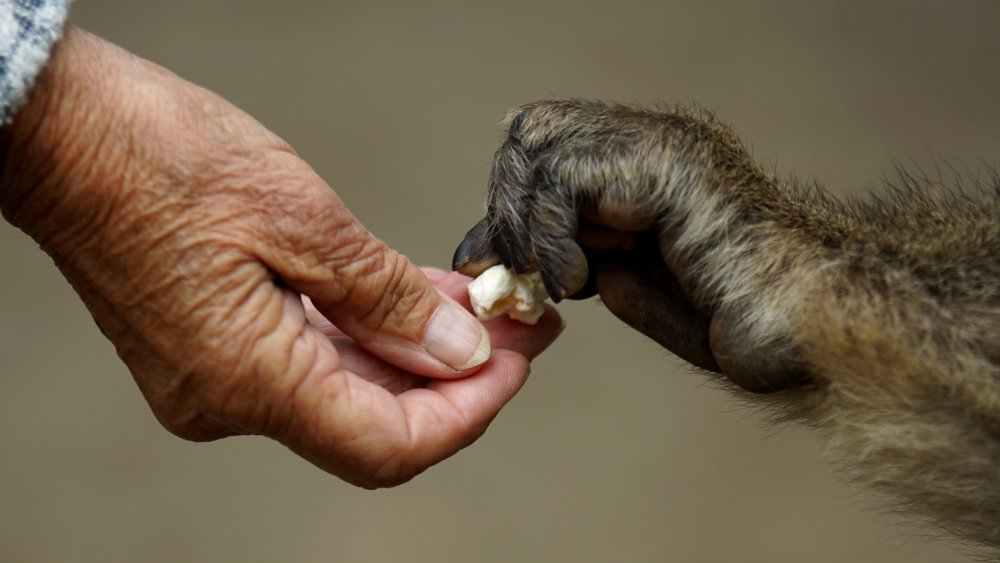 Human and monkey hands