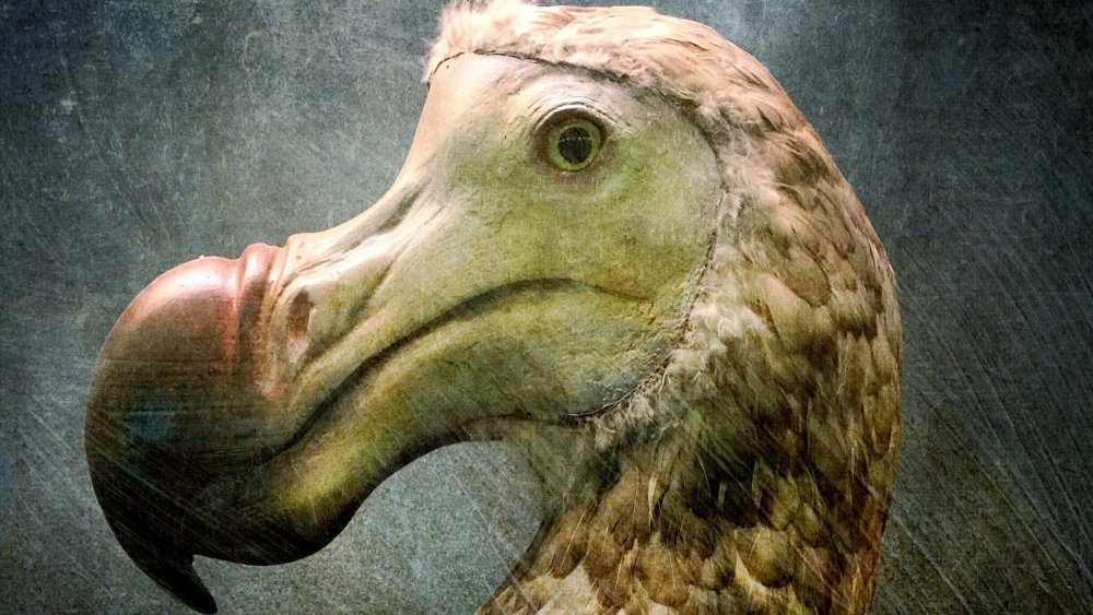 extinct animals caught camera dodo bird found alive 2018