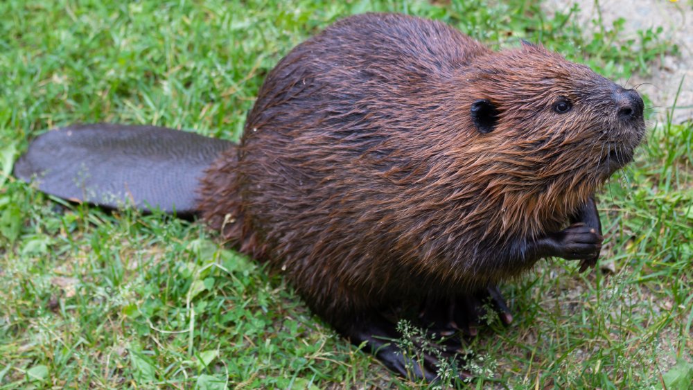 Beaver