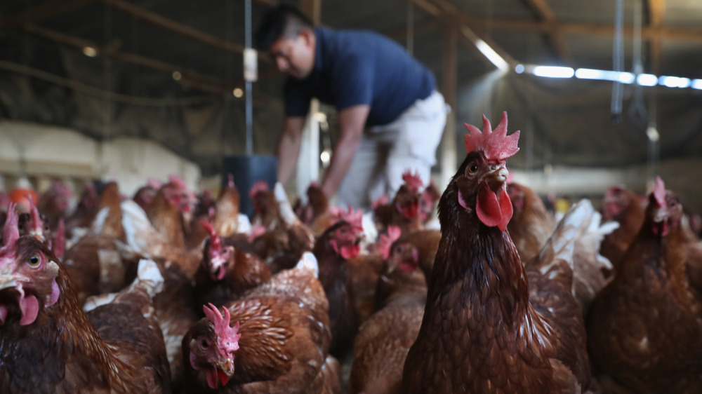 Man feeds chickens