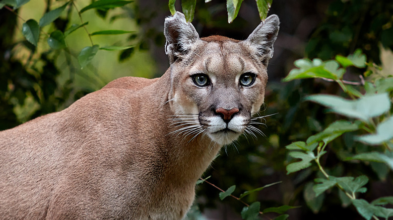 Cougar