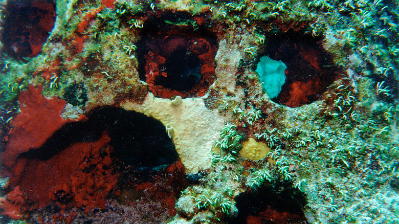 Eternal reefs underwater