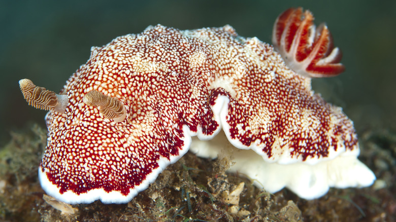 Chromodoris reticulata