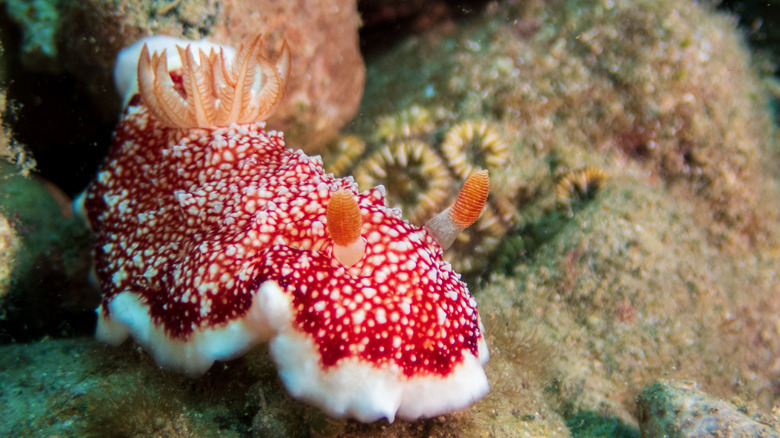 Chromodoris reticulata