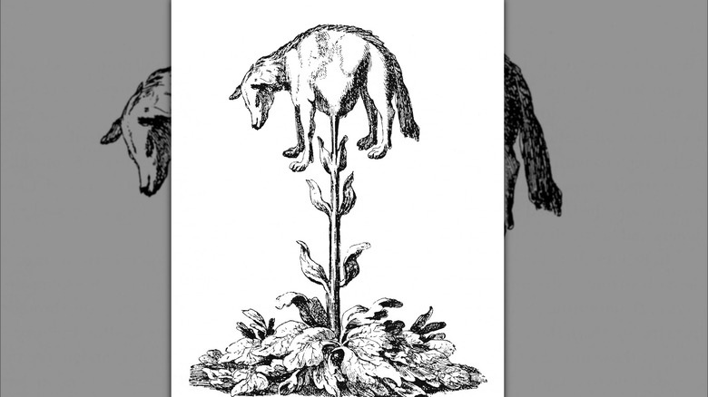 Vegetable Lamb of Tartary