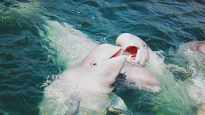 two belugas swimming