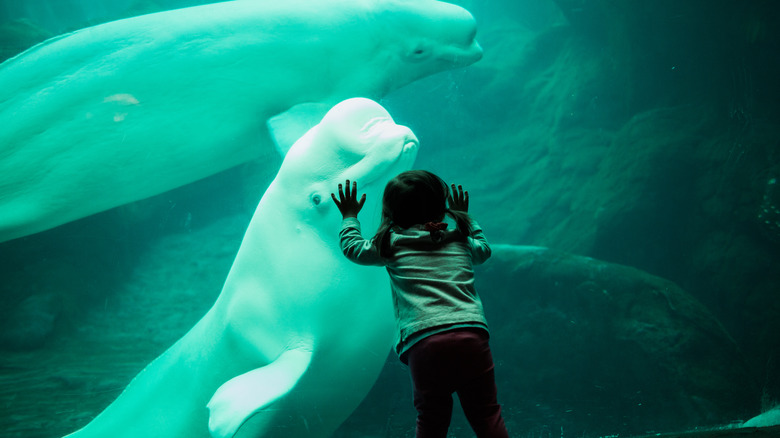 beluga in aquarium 