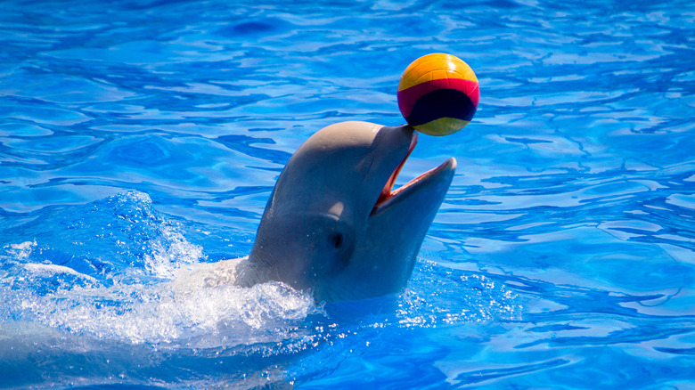 beluga playing with ball