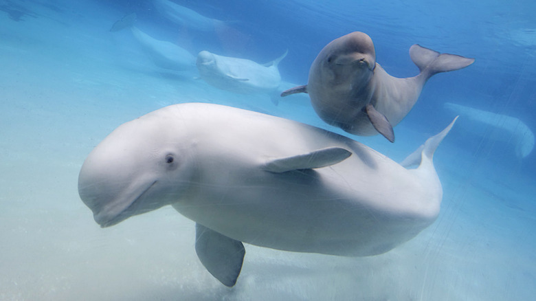 belugas underwater