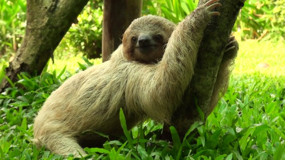 Sloth pooping