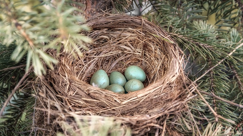 blue bird eggs nest pine trees