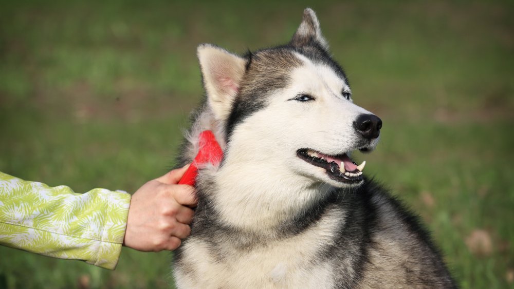 dog brush husky