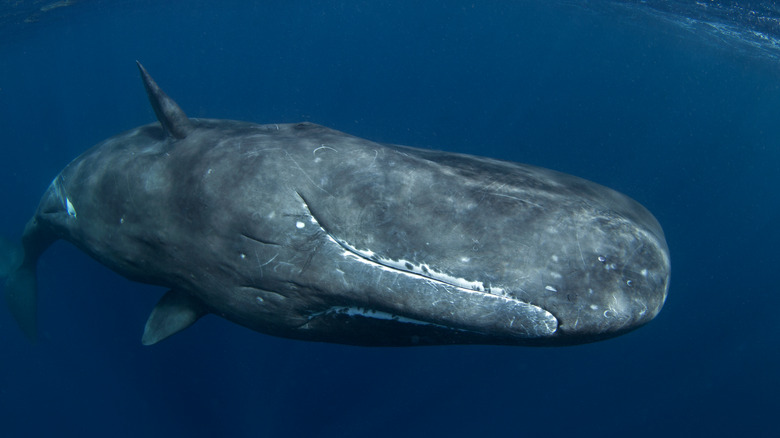 Sperm whale near the surface