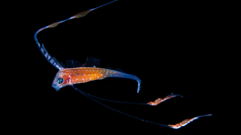 Ribbonfish swimming in the dark