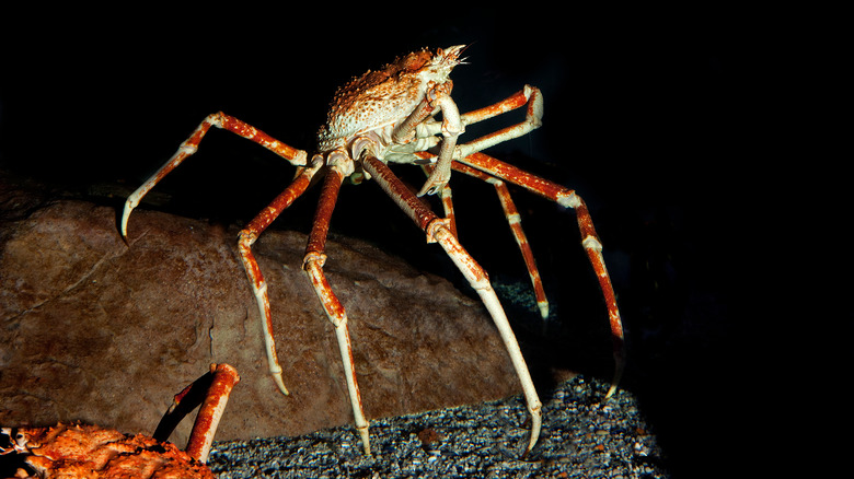 Spider crab on the ocean floor