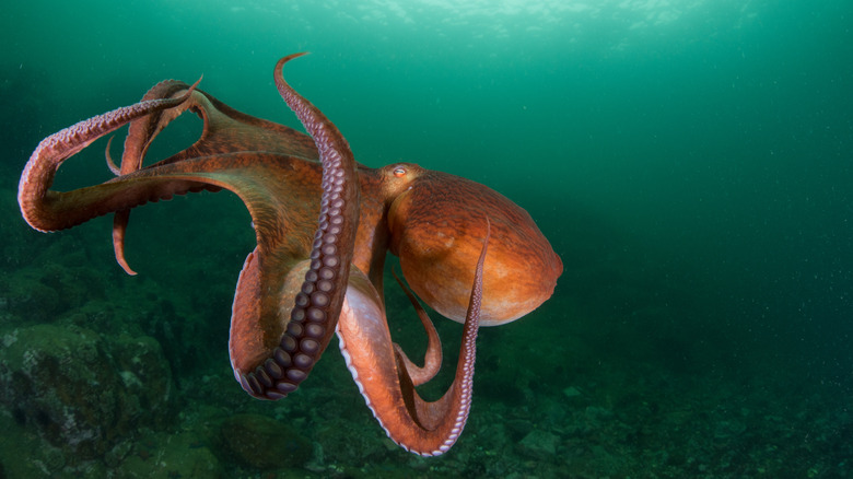 Octopus in green water