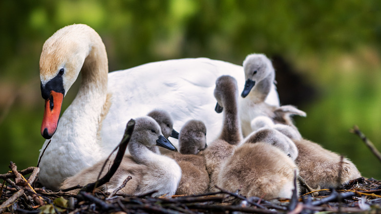 Swan with signets in nest