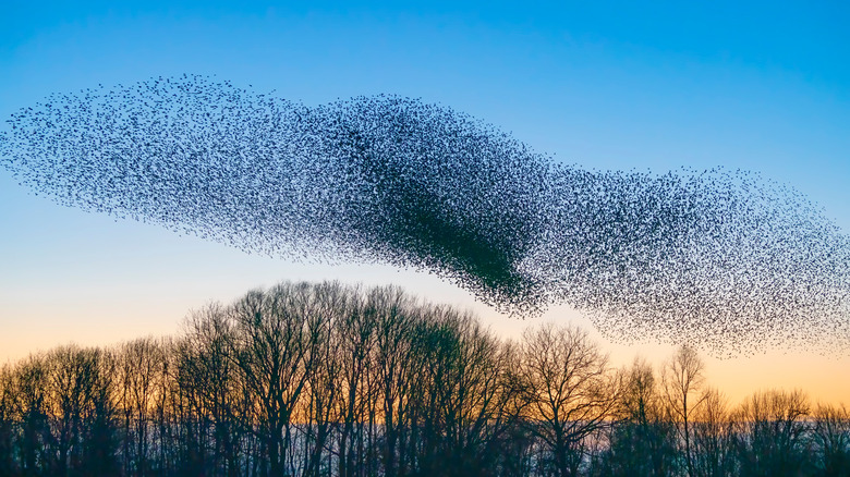 Murmuration of starlings over trees