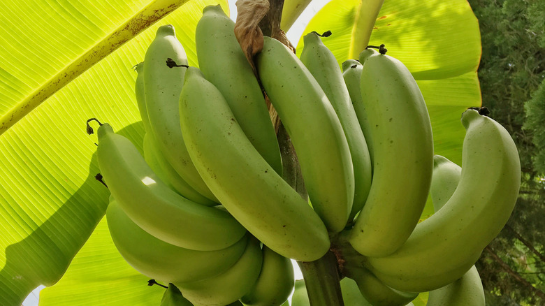 Gros Michel bananas
