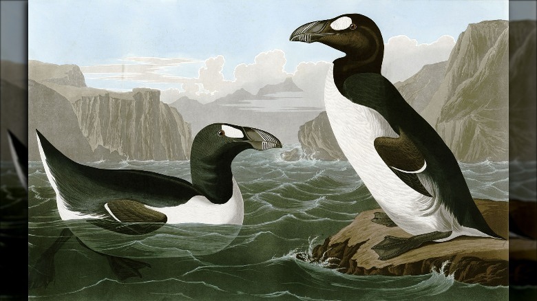 audubon's drawing great auk