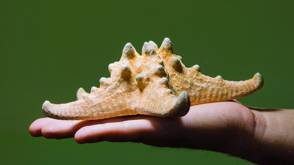 Starfish in hand