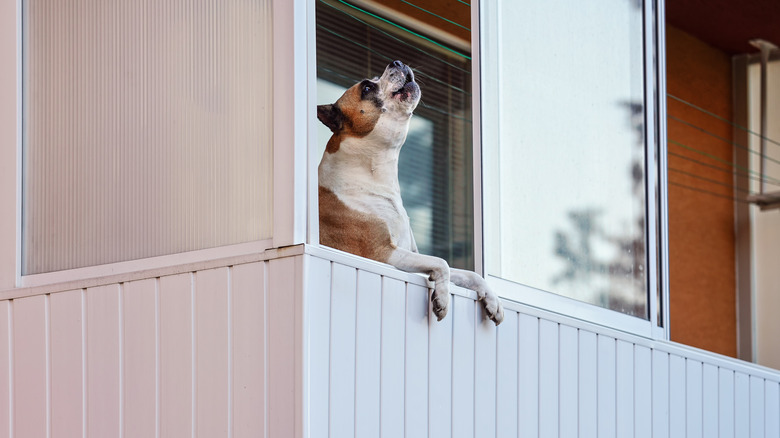 Dog howling from window