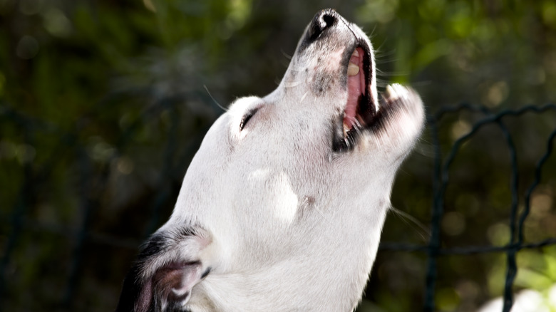 White dog howling 